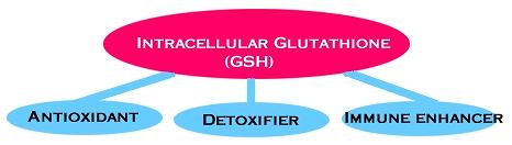 The Role of Glutathione
